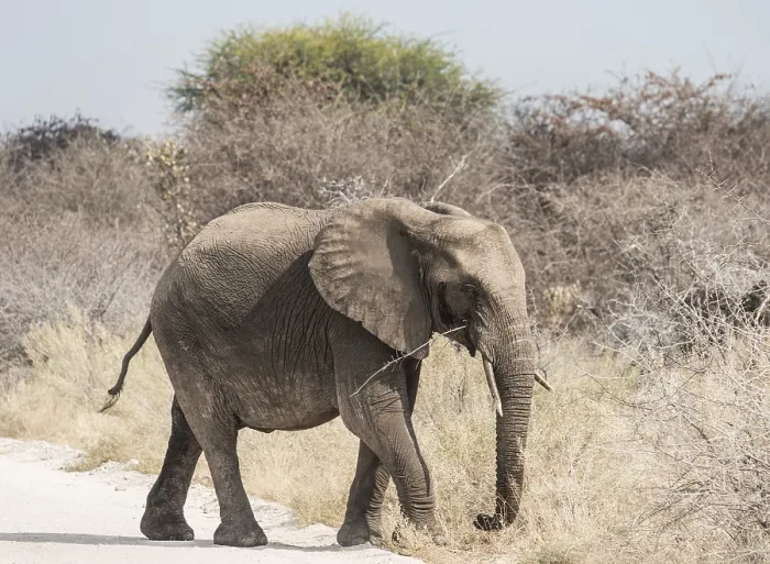 Framed Print : Young African Bush Elephant (Loxodonta africana) walking across a road Framed Print : Young African Bush Elephant (Loxodonta africana) walking across a road