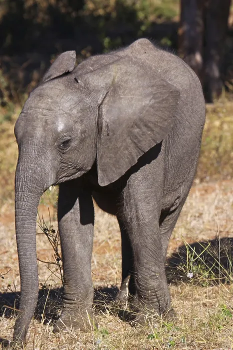 Framed Print : Young African elephant (Loxodonta africana)
