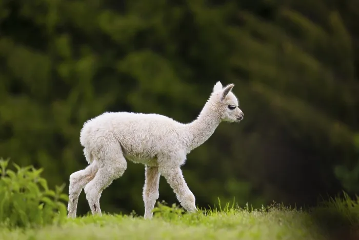 Framed Print : One young Alpaca (Vicugna pacos) stands on a fresh green meadow
