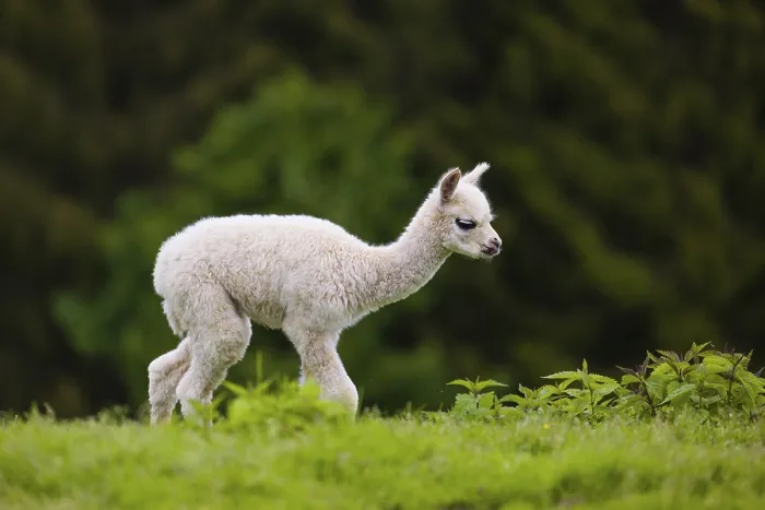 Framed Print : One young Alpaca (Vicugna pacos) stands on a fresh green meadow Framed Print : One young Alpaca (Vicugna pacos) stands on a fresh green meadow