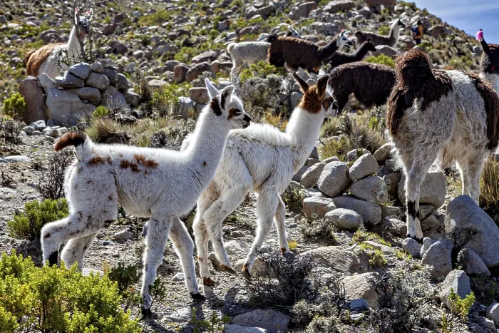 Framed Print : Two young alpacas curiously explore a rocky landscape in the mountains
