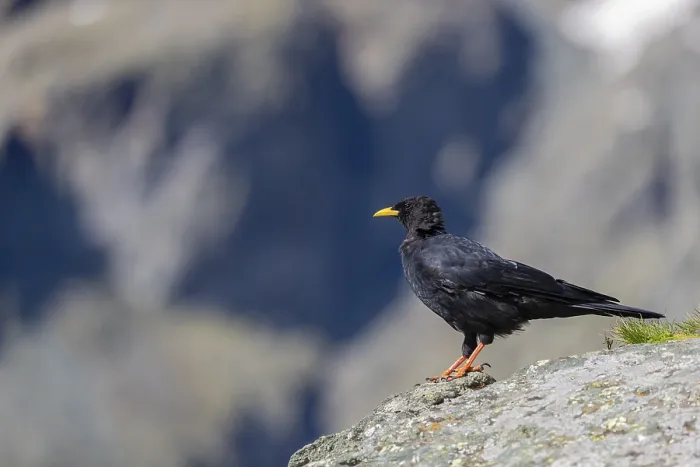 Framed Print : One young Alpine chough or yellow-billed chough (Pyrrhocorax graculus)