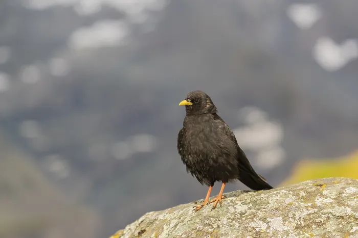 Framed Print : One young Alpine chough or yellow-billed chough (Pyrrhocorax graculus)