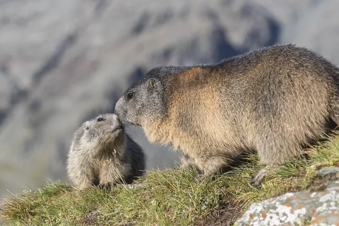 Framed Print : One young Alpine Marmot, Marmota marmota Framed Print : One young Alpine Marmot, Marmota marmota