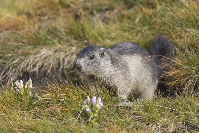 Framed Print : One young Alpine Marmot, Marmota marmota