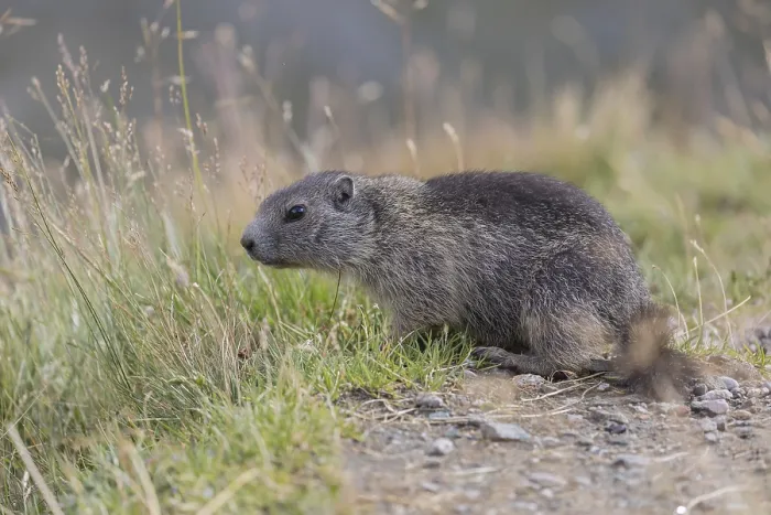 Framed Print : One young Alpine Marmot, Marmota marmota
