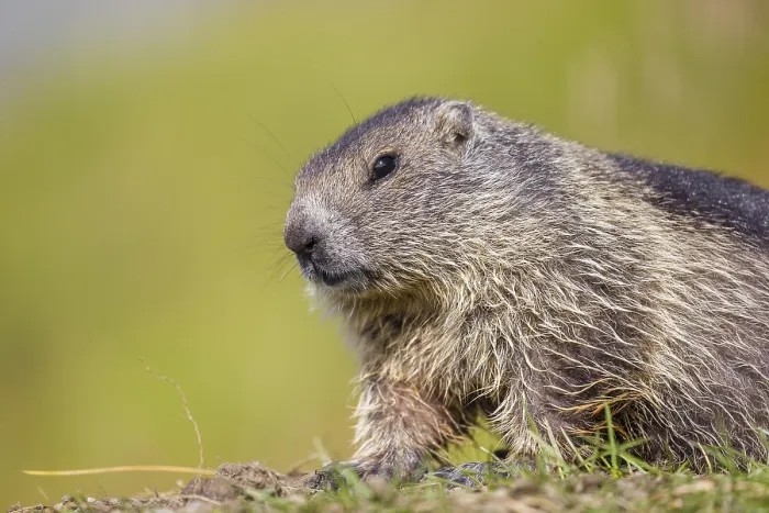 Framed Print : A young Alpine Marmot, Marmota marmota