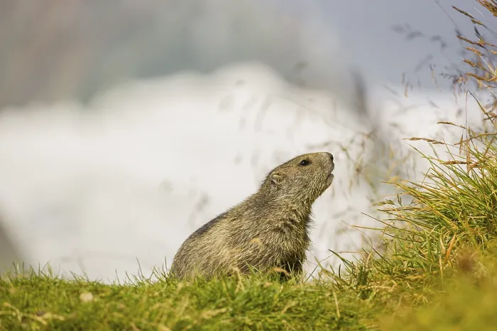 Framed Print : A young Alpine Marmot, Marmota marmota