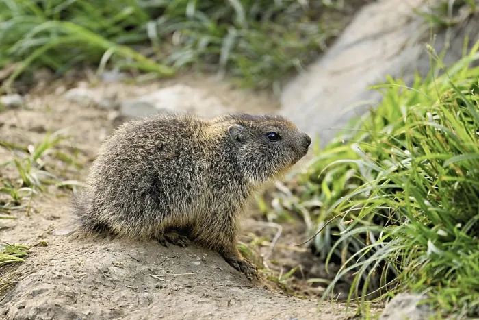 Framed Print : Young alpine marmot (Marmota marmota)