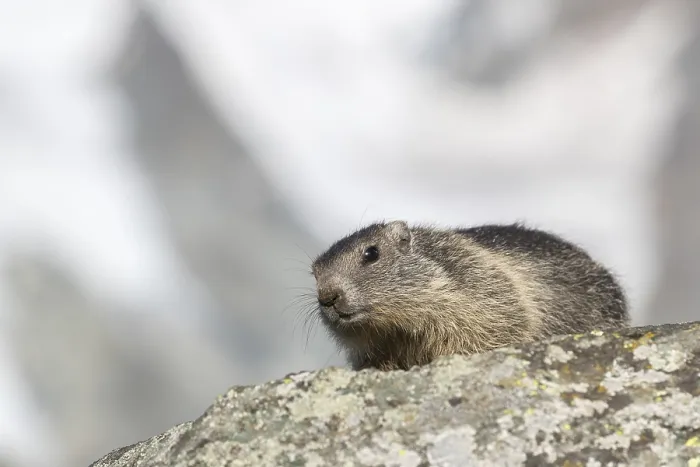 Framed Print : One young Alpine Marmot, Marmota marmota