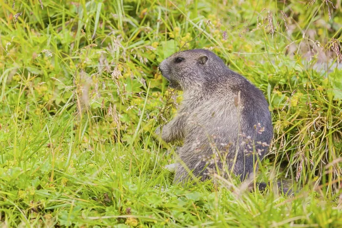 Framed Print : A young Alpine Marmot, Marmota marmota