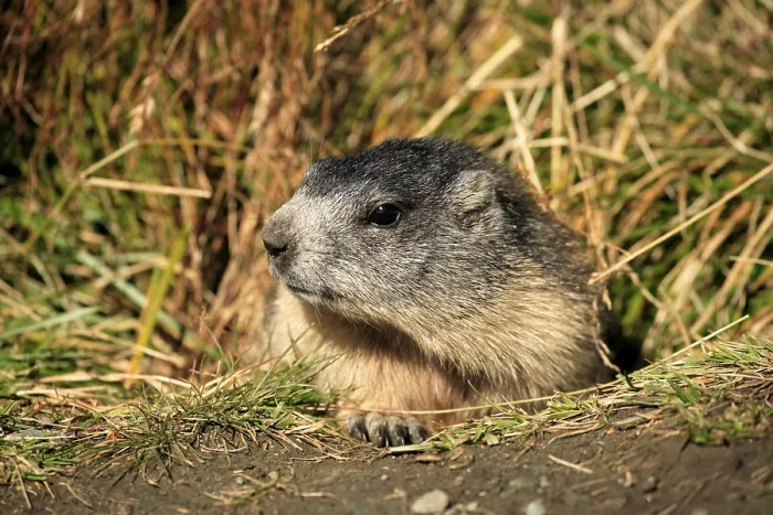 Framed Print : Young Alpine Marmot (Marmota marmota)