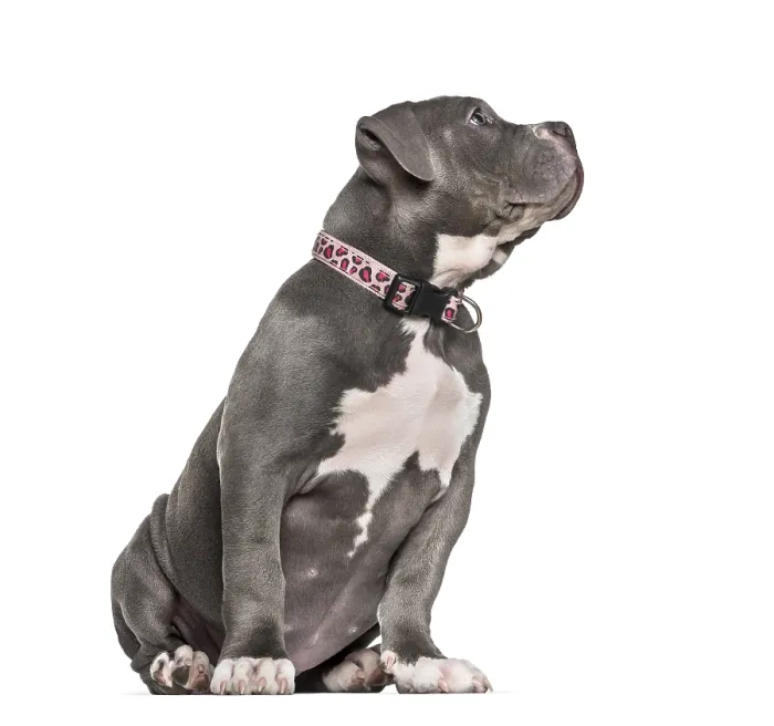 Framed Print : Young American Bully sitting against white background Framed Print : Young American Bully sitting against white background