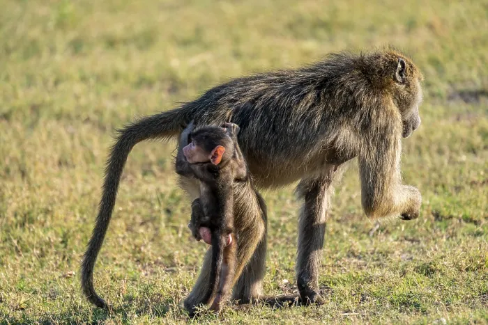 Framed Print : Young animal playing with mother