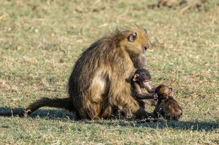 Framed Print : Young animal playing with mother