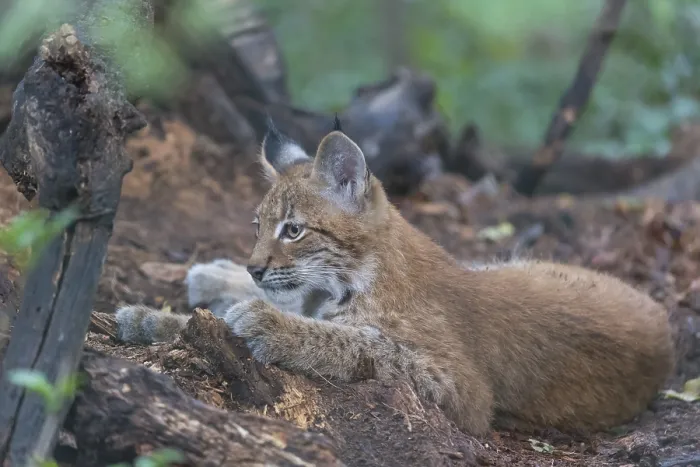 Framed Print : One young animals Eurasian lynx Framed Print : One young animals Eurasian lynx
