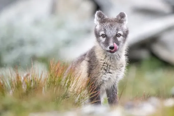 Framed Print : Young arctic fox (Vulpes lagopus)