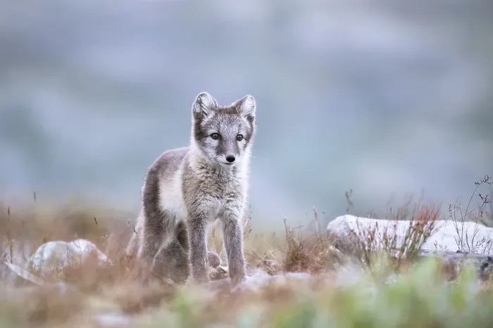 Framed Print : Young arctic fox (Vulpes lagopus)