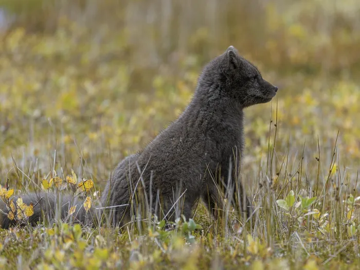 Framed Print : Young Arctic fox (Vulpes lagopus) or ice fox