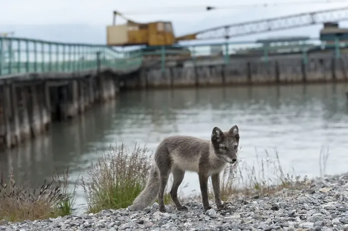 Framed Print : Young Arctic fox (Vulpes lagopus) at former port of loading