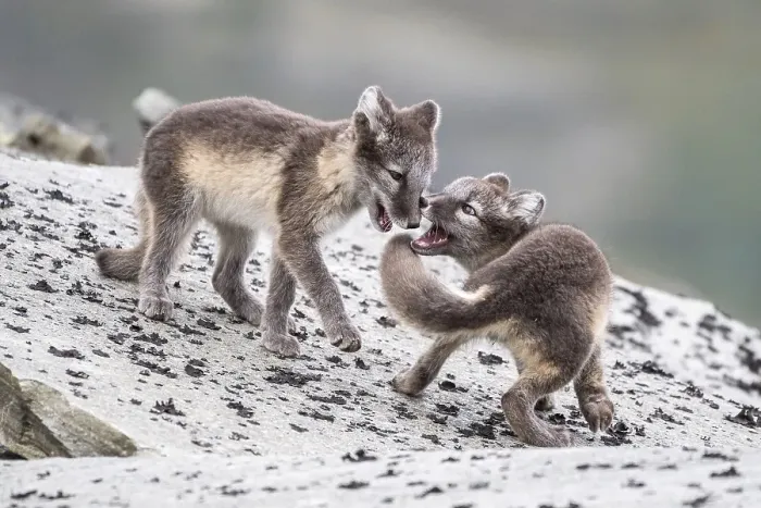 Framed Print : Young arctic foxes (Vulpes lagopus) playing