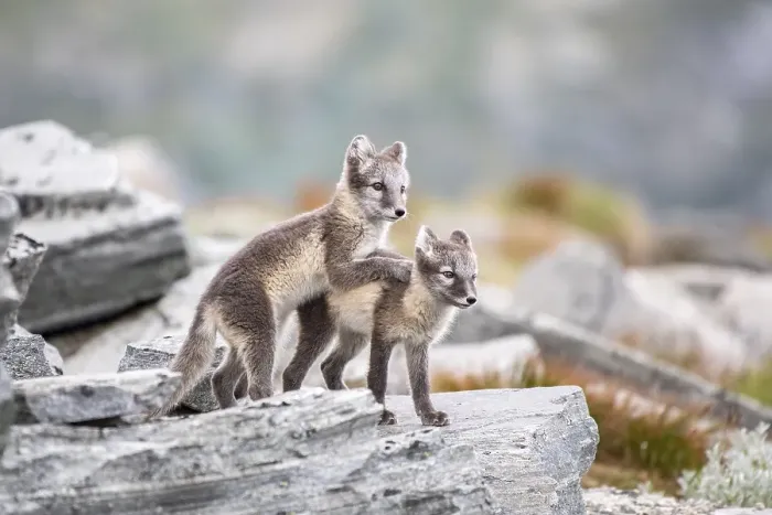 Framed Print : Young arctic foxes (Vulpes lagopus) playing