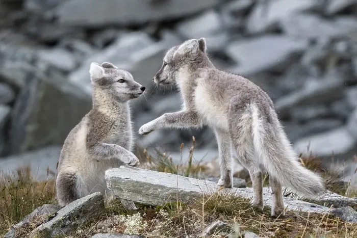 Framed Print : Two young arctic foxes (Vulpes lagopus) playing Framed Print : Two young arctic foxes (Vulpes lagopus) playing