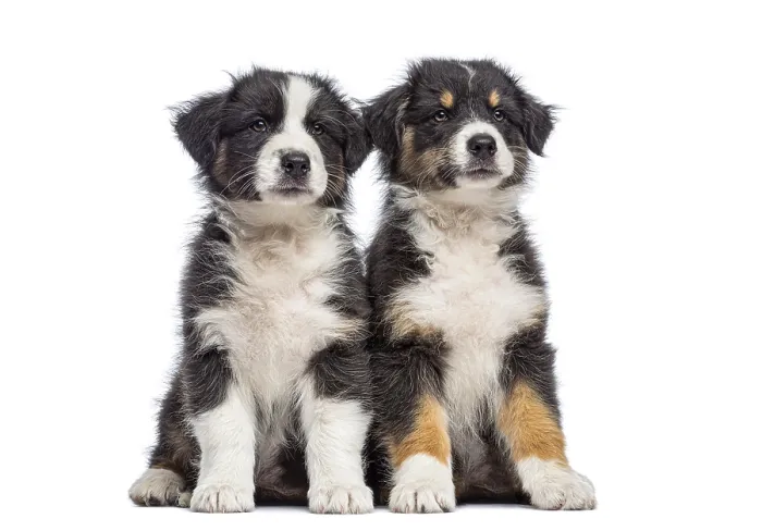 Framed Print : Two young australian shepherd puppies with fluffy fur sitting side by side on a white background