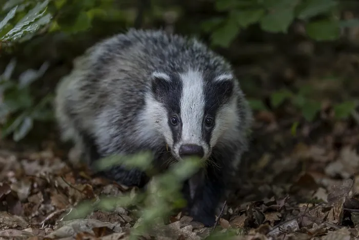 Framed Print : A young badger (Meles meles) searches for worms and insects in the beech leaves