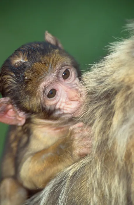 Framed Print : Young Barbary macaque (Macaca silvanus) Framed Print : Young Barbary macaque (Macaca silvanus)
