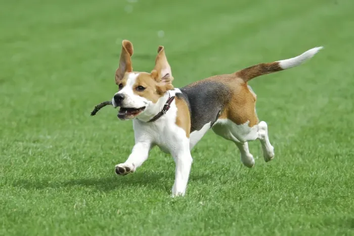 Framed Print : Young Beagle, tricolour, running with a stick in the mouth across a meadow