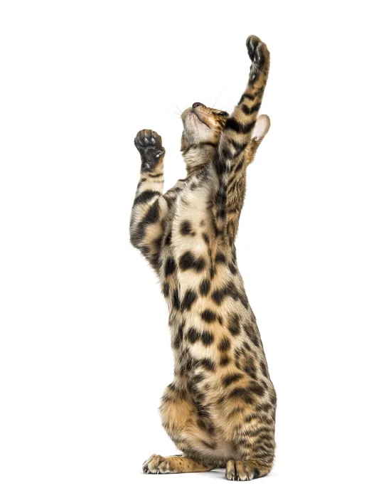 Framed Print : Young Bengal cat on hind legs and pawing (5 months old)