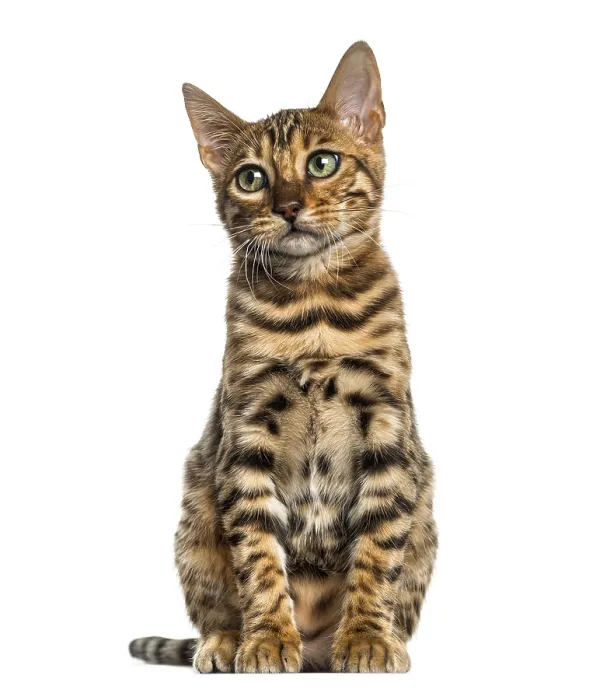 Framed Print : Young Bengal cat sitting (5 months old)