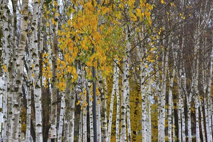 Framed Print : Young birch trees (Betula) in autumn foliage Framed Print : Young birch trees (Betula) in autumn foliage