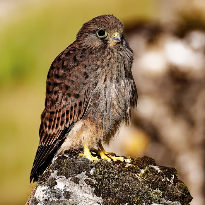 Framed Print : A young bird sits attentively on a mossy rock in the open air
