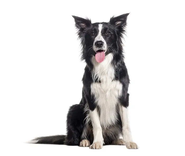 Framed Print : Young Black and white Panting Border collie sitting and looking at the camera