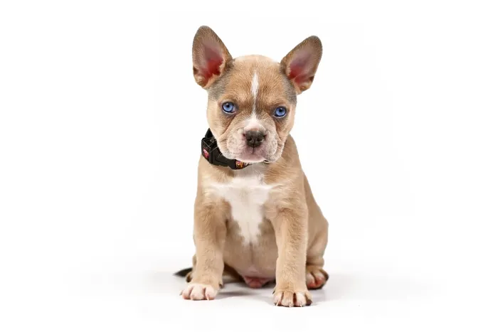 Framed Print : Young blue red fawn French Bulldog dog puppy sitting in front of white studio background