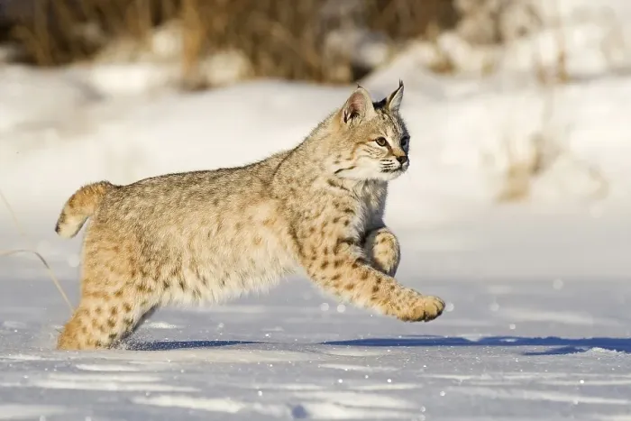 Framed Print : Young Bobcat (Lynx rufus) running through the snow