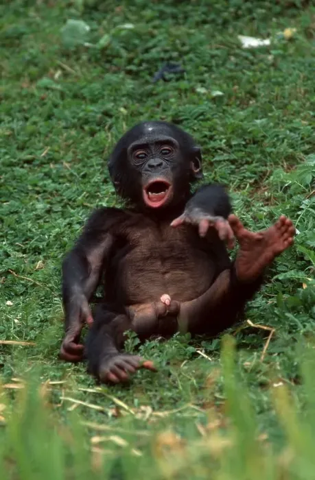 Framed Print : Young Bonobo, Pygmy Chimpanzee (Pan paniscus)