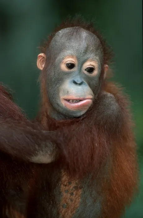 Framed Print : Young bornean orangutan (Pongo pygmaeus)