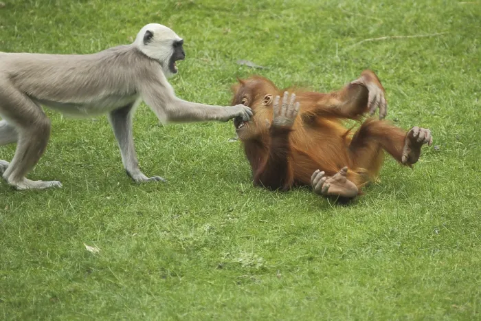 Framed Print : Young Bornean orangutan (Pongo pygmaeus) and hulman