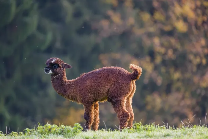 Framed Print : A young brown Alpaca (Vicugna pacos) stands on a green meadow Framed Print : A young brown Alpaca (Vicugna pacos) stands on a green meadow