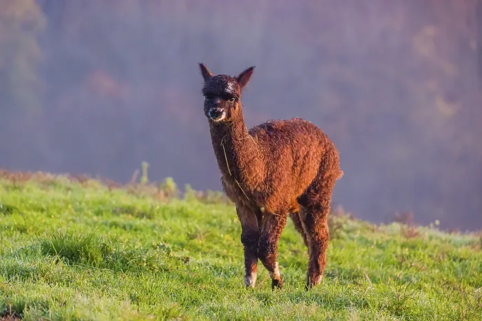 Framed Print : A young brown Alpaca (Vicugna pacos) stands on a green meadow