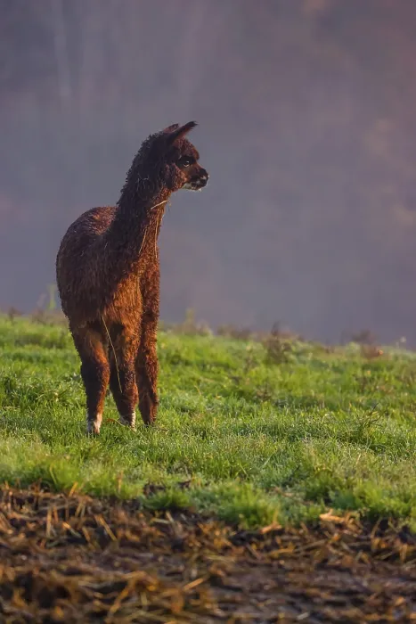 Framed Print : A young brown Alpaca (Vicugna pacos) stands on a green meadow Framed Print : A young brown Alpaca (Vicugna pacos) stands on a green meadow