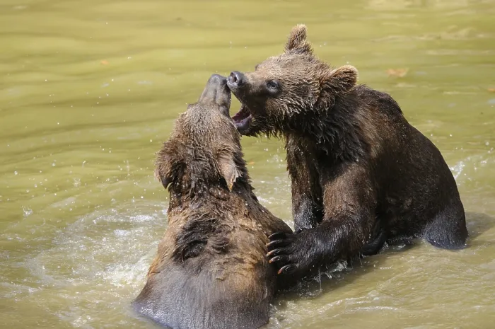 Framed Print : Two young brown bears playing together in the water Framed Print : Two young brown bears playing together in the water