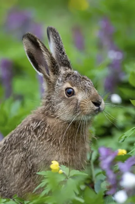 Framed Print : Young brown hare (Lepus europaeus) with hollow larkspur Framed Print : Young brown hare (Lepus europaeus) with hollow larkspur