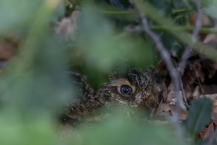 Framed Print : The young brown hare (Lepus europaeus) trusts its perfect camouflage