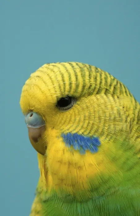 Framed Print : Young Budgerigar (Melopsittacus undulatus)