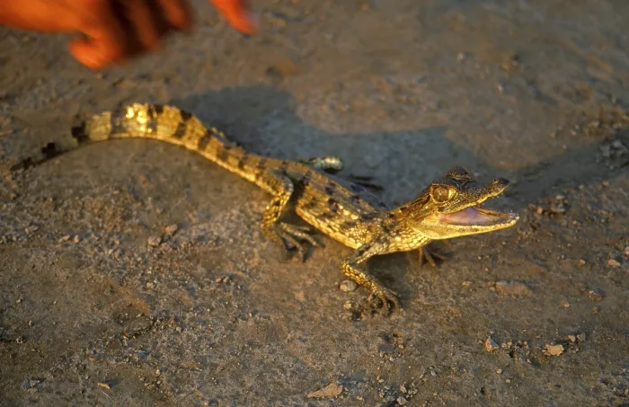 Framed Print : Young caiman in a private zoo near Iquitos