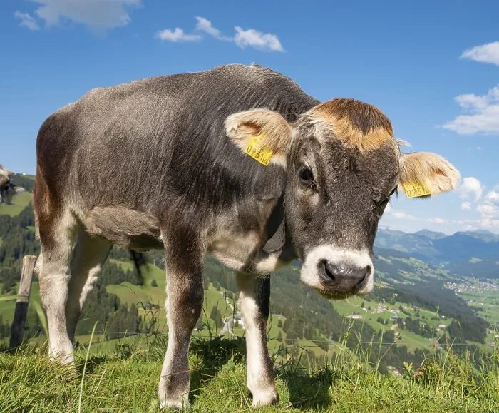 Framed Print : Young calf (Bos primigenius taurus) on a mountain pasture